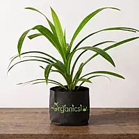 Payes pata Plant (Pandanus amaryllifolius Roxb)