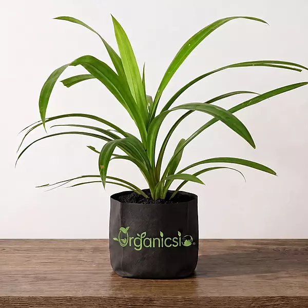 Payes pata Plant (Pandanus amaryllifolius Roxb)