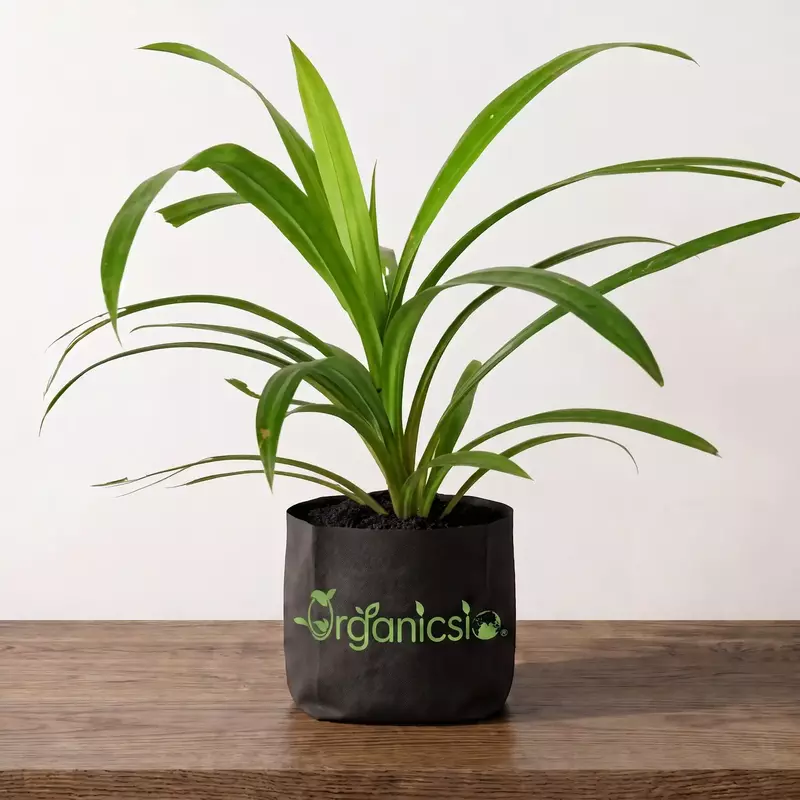 Payes pata Plant (Pandanus amaryllifolius Roxb)