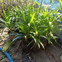 Payes pata Plant (Pandanus amaryllifolius Roxb)
