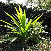 Payes pata Plant (Pandanus amaryllifolius Roxb)