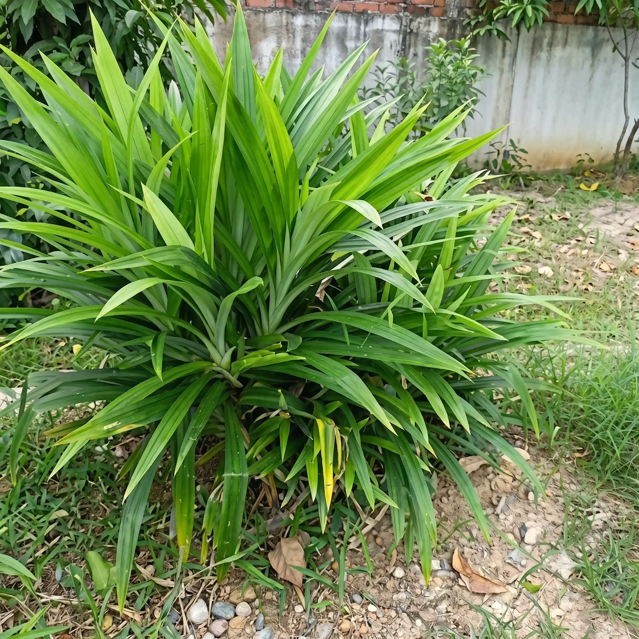 Payes pata Plant (Pandanus amaryllifolius Roxb)