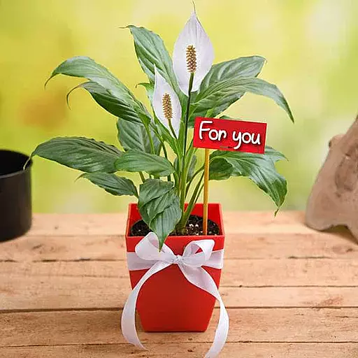 Peace lily Gift Plant