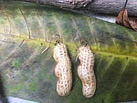 Peanut Shell Earrings | Real Peanut