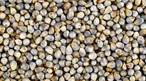 Pearl Millet 