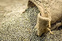 Pearl Millet