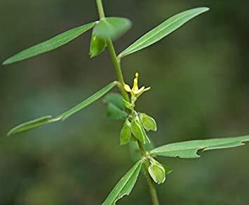 PERIYANANGAI LEAF POWDER