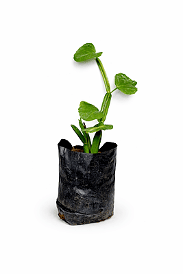 Hadjod / Pirandai / Mangarahalli / Kandvel Live Herbal Plant – Cissus Quadrangularis