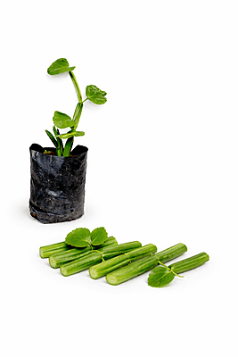 Hadjod / Pirandai / Mangarahalli / Kandvel Live Herbal Plant – Cissus Quadrangularis