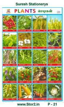 Plants - 1 - Educational Picture Chart No - 21