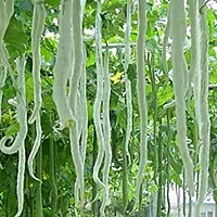 Snake Gourd Long పొడుగు పొట్లకాయ 5 seeds