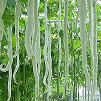 Snake Gourd Long పొడుగు పొట్లకాయ 5 seeds