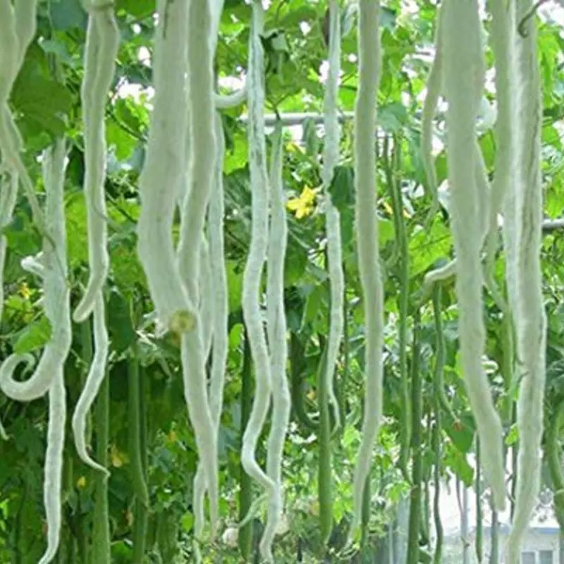 Snake Gourd Long పొడుగు పొట్లకాయ 5 seeds