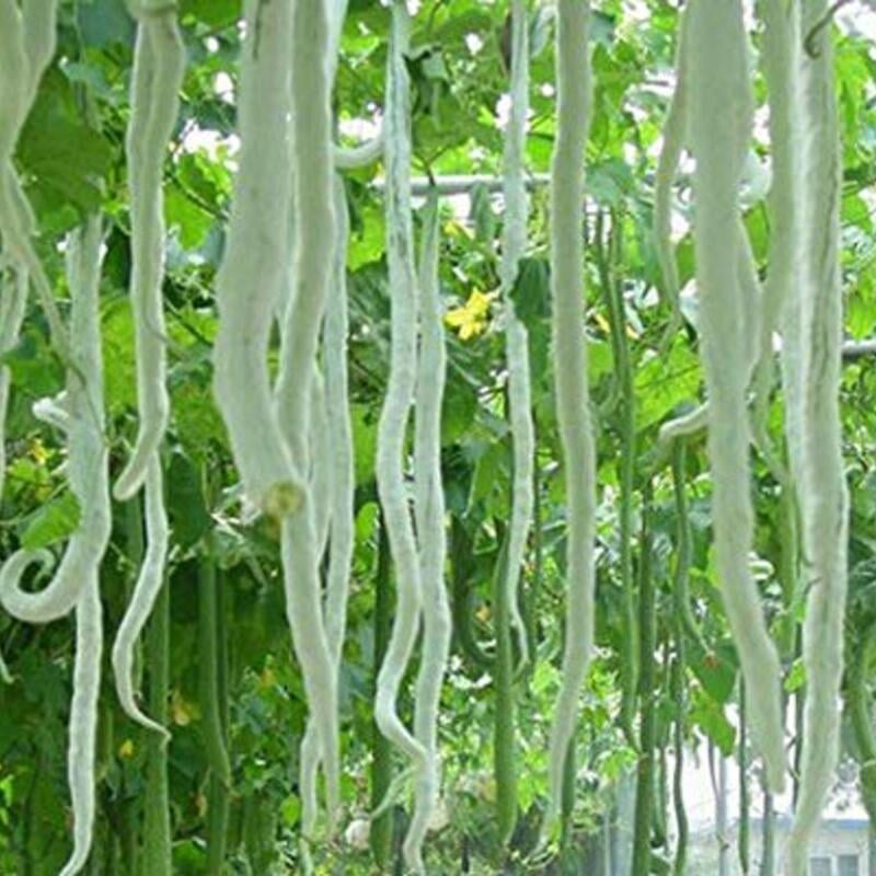 Snake Gourd Long పొడుగు పొట్లకాయ 5 seeds