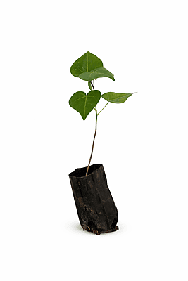 Portia Tree Live Plant (Thespesia populnea) | Indian Tulip Tree Sapling | Fast Growing Shade Tree