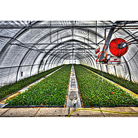 Polyhouse Film / Sheet Replacement & Covering Upgrade Service