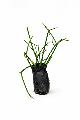 Pencil Cactus (Euphorbia Tirucalli) Live Plant – Low Maintenance Indoor Outdoor Succulent