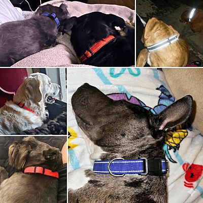 Reflective Nylon Dog Collar Soft Padded (Pack of 2) Reflective Nylon Dog Collar Soft Padded (Pack of 2)