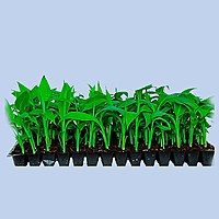 Grand naine (G9) Primary Hardening Plant