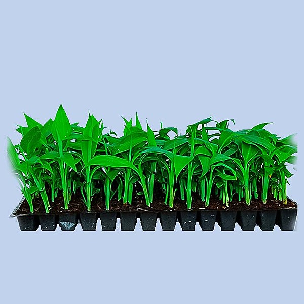 Grand naine (G9) Primary Hardening Plant