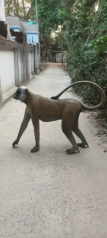 realistic frp monkey statue india