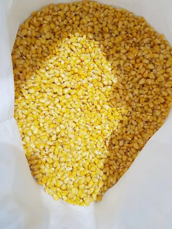 Frozen Sweet Corn Kernels G2 Bulk 30 Kg