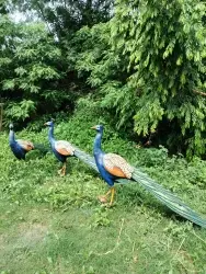 FIBRE PEACOCK STATUE