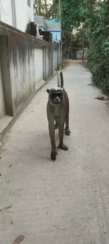 fiberglass monkey statue outdoor sculpture