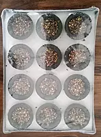 Dhoop Cup