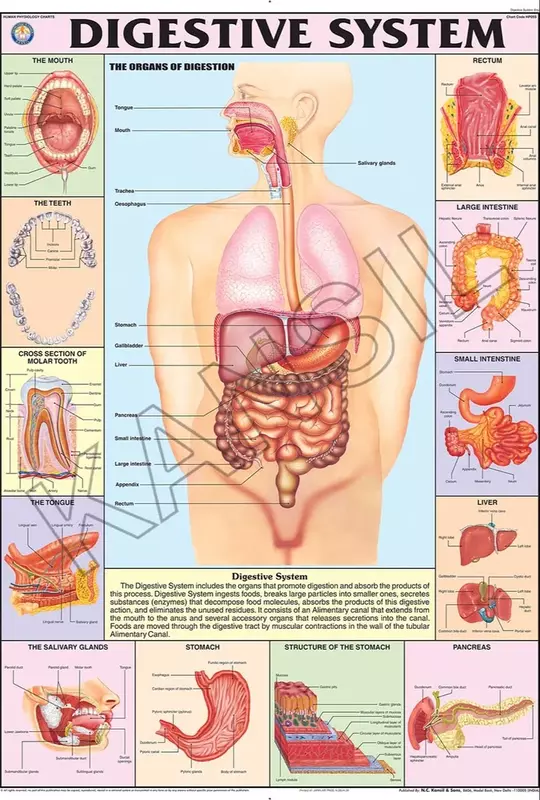 Digestive system chart