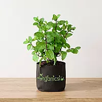 Pudina Plant (Mentha spicata)