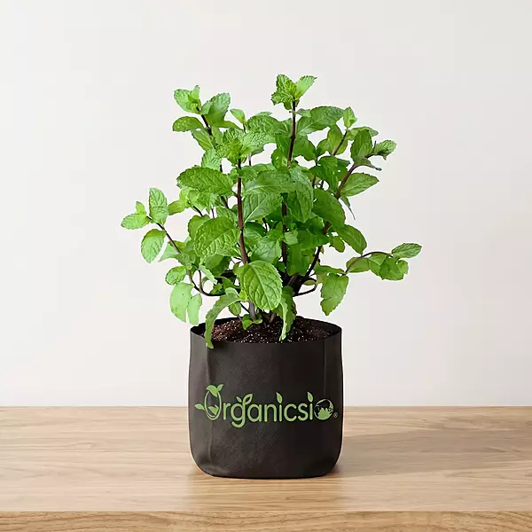 Pudina Plant (Mentha spicata)