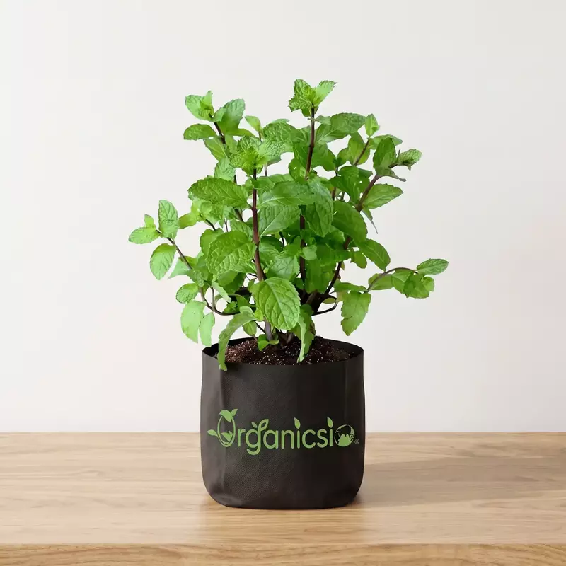 Pudina Plant (Mentha spicata)
