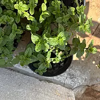 Pudina Plant (Mentha spicata)