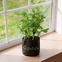 Pudina Plant (Mentha spicata)