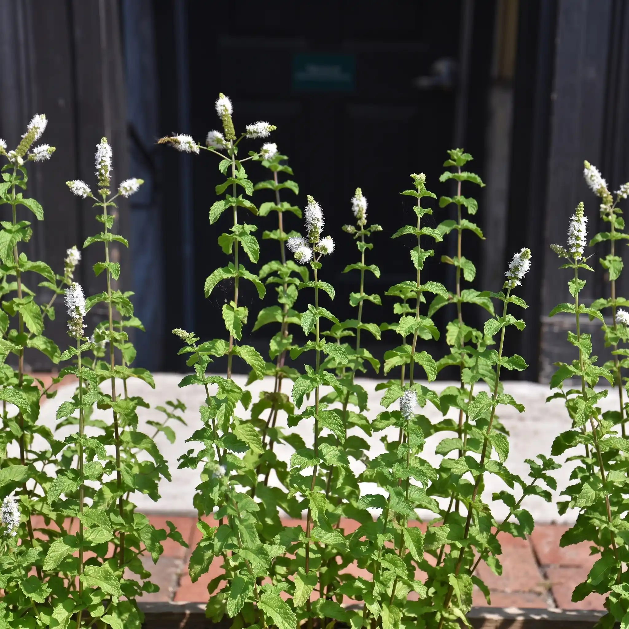 Pudina Plant (Mentha spicata)