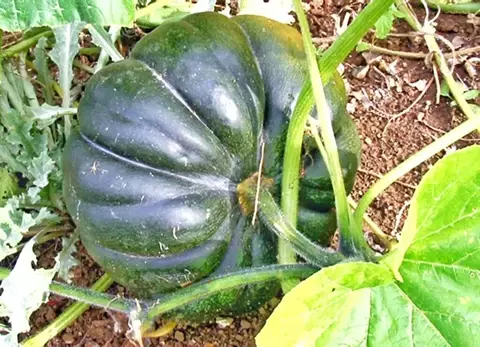 Poosanikai பூசணிக்காய்