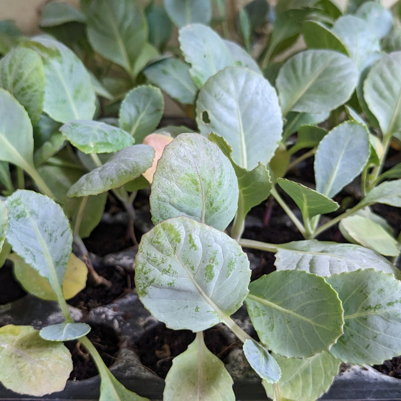 Cabbage Seedlings in Cocpeat Glass 5 Nos