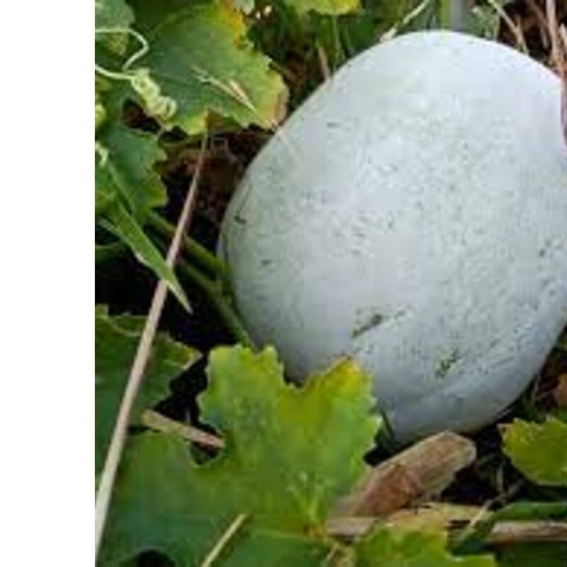 18 to 20 seeds OP Ash Gourd