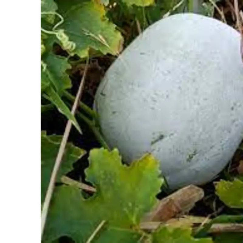 18 to 20 seeds OP Ash Gourd