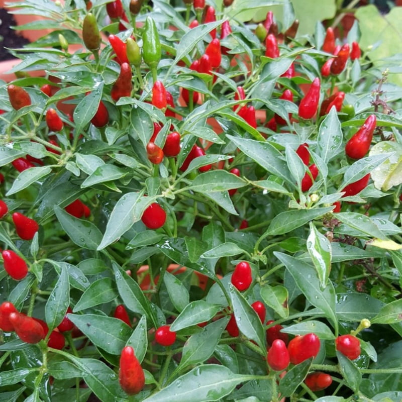 Birds Eye Peppers (Chilli) 10-12 seeds