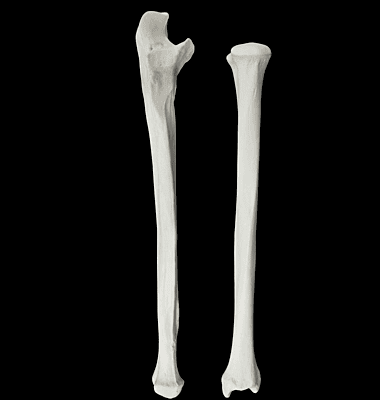 Radius and ulna