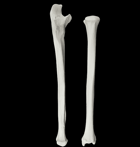 Radius and ulna