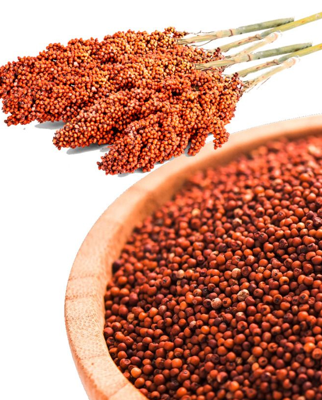 Finger Millet | Ragi
