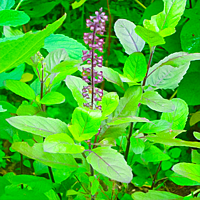 Rama Tulsi Seeds