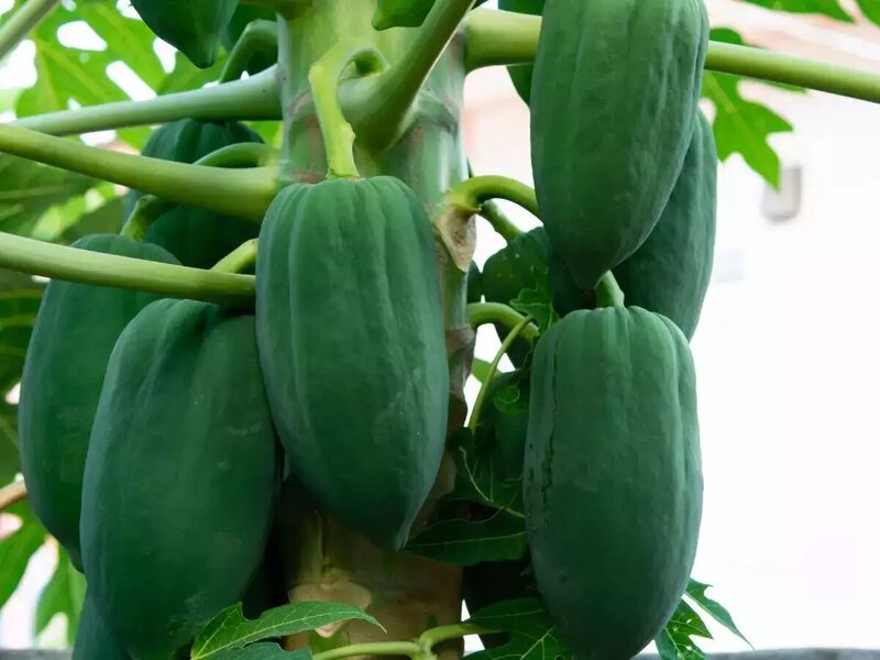PAPAYA (RAW)