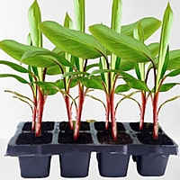 Jai Traders Red Banana