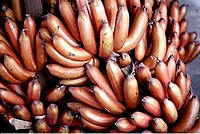 CS Agrizone Red Banana