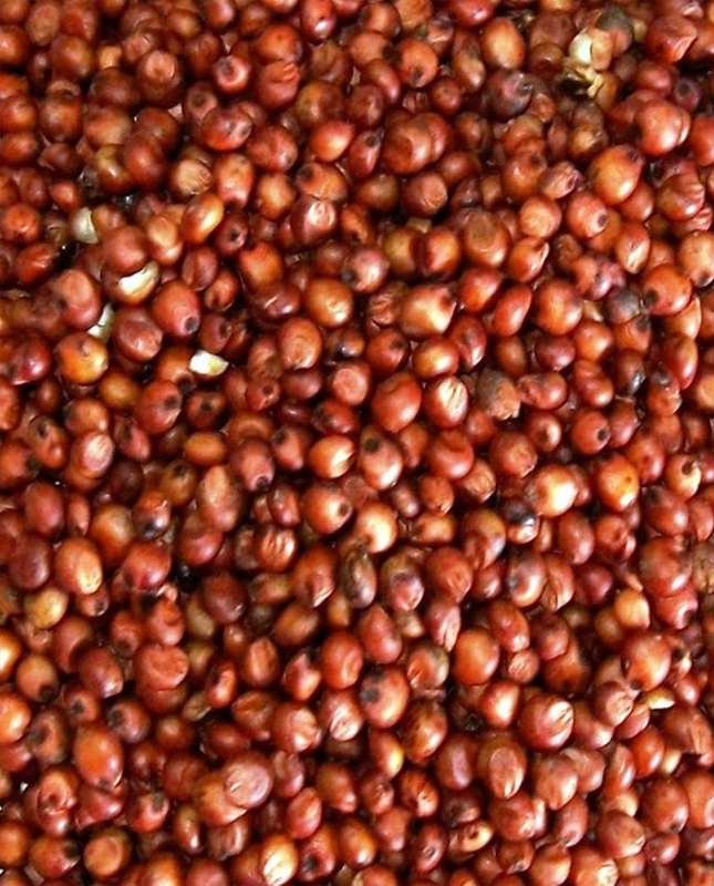 Red Sorghum (Cholam)