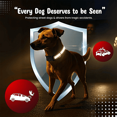 Max Reflective Dog Collar (set of 2)-multicolour